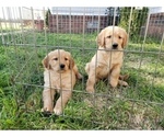Small Photo #5 Golden Retriever Puppy For Sale in CLAREMORE, OK, USA