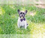 Small Photo #2 French Bulldog Puppy For Sale in HIGHLAND VILLAGE, TX, USA