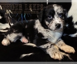 Small Photo #2 Australian Shepherd Puppy For Sale in OWEGO, NY, USA