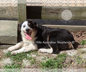 Australian Shepherd Puppy for sale in GEORGETOWN, TN, USA