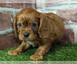 Small #4 Cavalier King Charles Spaniel