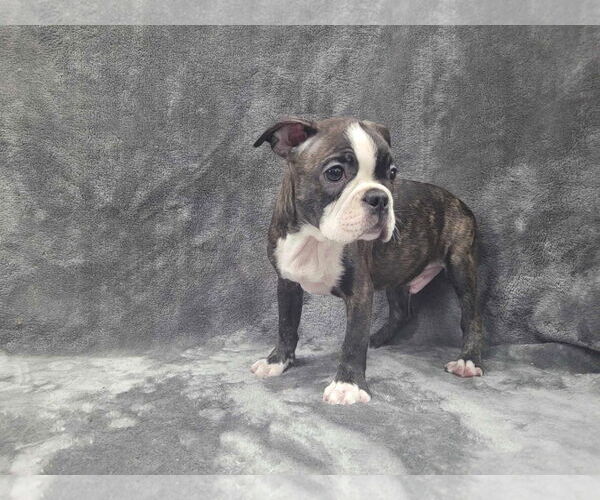 Medium Photo #5 Boston Terrier Puppy For Sale in Lincolnwood, IL, USA