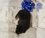 Small Photo #7 Alaskan Malamute Puppy For Sale in BROOTEN, MN, USA