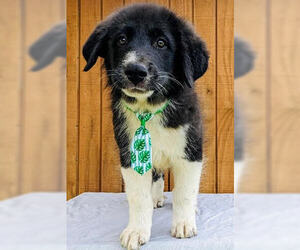 Border Collie-Unknown Mix Dogs for adoption in Mt. Laurel, NJ, USA