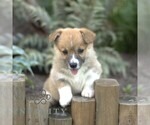 Small #1 Pembroke Welsh Corgi