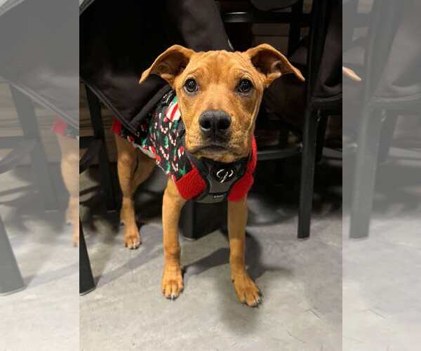 Medium Photo #9 Labrador Retriever-Unknown Mix Puppy For Sale in Minneapolis, MN, USA
