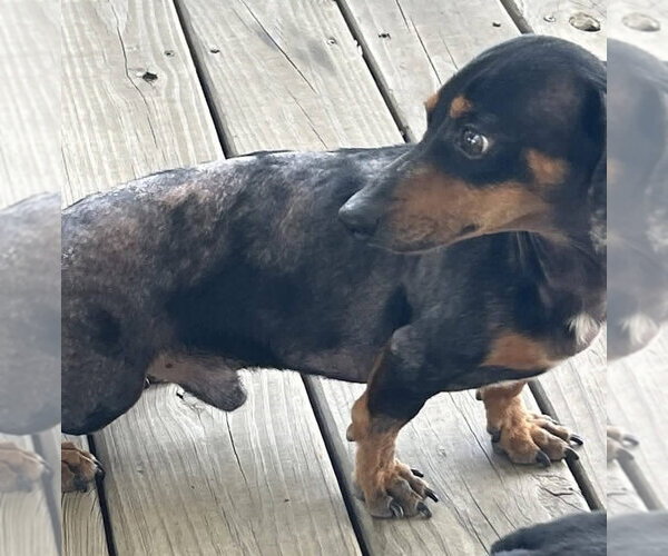 Medium Photo #2 Dachshund Puppy For Sale in Boonton, NJ, USA