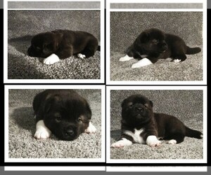 Akita Puppy for sale in TAYLORSVILLE, KY, USA