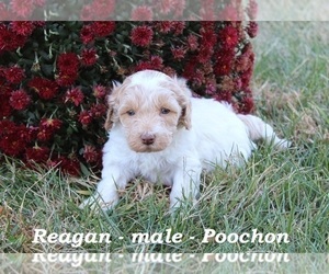 Poochon Puppy for sale in OWENTON, KY, USA