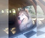 Small #11 Samoyed-Siberian Husky Mix
