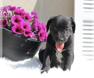 Dalmatian-English Cream Golden Retriever Mix Puppy for sale in FREDERICKSBURG, OH, USA