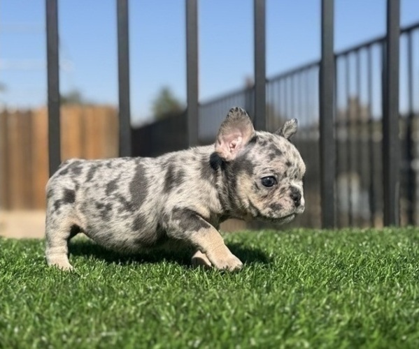 Medium Photo #5 French Bulldog Puppy For Sale in TULSA, OK, USA