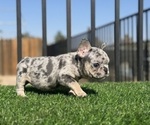 Small #4 French Bulldog