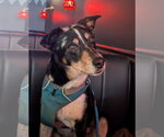 Left Eye #1 - Female German Shepherd Dog-Great Pyrenees Mix Dog for Adoption - Small photo