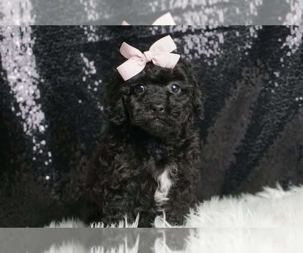 Medium Photo #2 Poodle (Miniature) Puppy For Sale in WARSAW, IN, USA