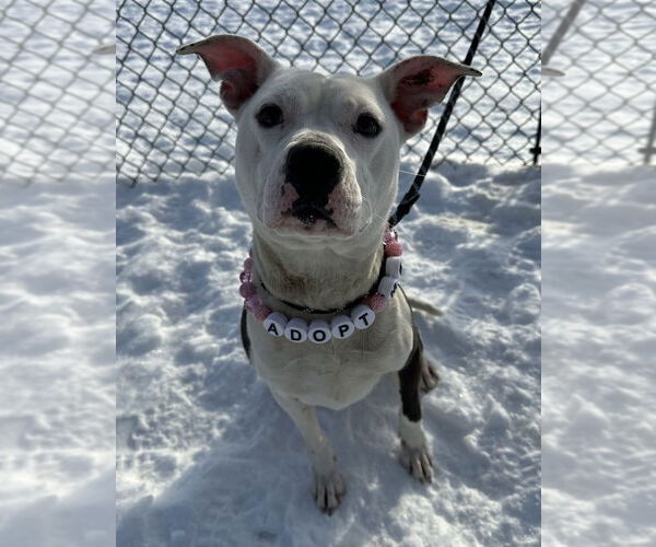 Medium Photo #2 Mutt Puppy For Sale in Evansville, IN, USA