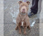 Small #2 American Staffordshire Terrier Mix