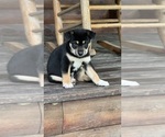 Puppy Ryder Shiba Inu
