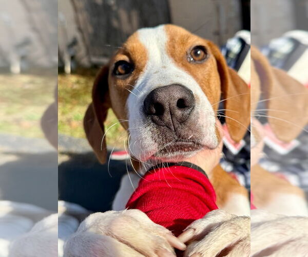 Medium Photo #3 Labrador Retriever-Unknown Mix Puppy For Sale in Canton, CT, USA