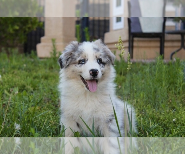 Medium Photo #3 Australian Shepherd Puppy For Sale in ACTON, CA, USA