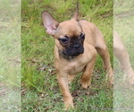 Small Photo #7 French Bulldog Puppy For Sale in WINNSBORO, TX, USA
