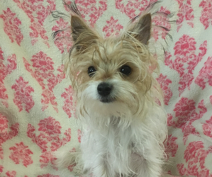 Morkie Puppy for sale in DUNN, NC, USA
