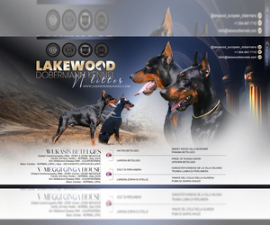 Doberman Pinscher Litter for sale in FORT LAUDERDALE, FL, USA