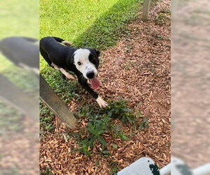 Beagle-Unknown Mix Dogs for adoption in Sparta, TN, USA