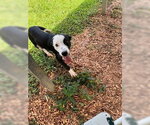 Small Beagle Mix