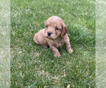 Small Photo #5 Cavapoo Puppy For Sale in CONCORD, IN, USA