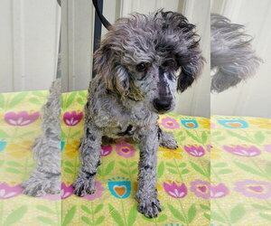 Poodle (Miniature) Dogs for adoption in Mountain View, MO, USA