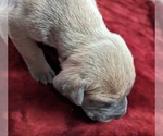 Small Photo #2 Great Dane Puppy For Sale in CLEARFIELD, UT, USA