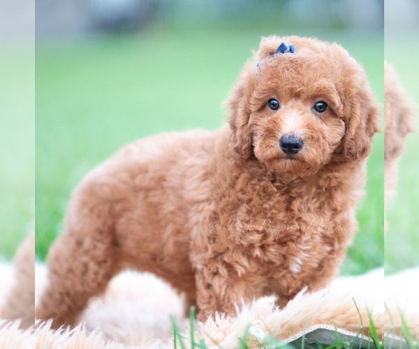Medium Photo #9 Goldendoodle (Miniature) Puppy For Sale in WARSAW, IN, USA