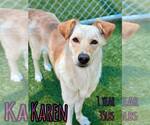 Small #1 Labrador Retriever Mix
