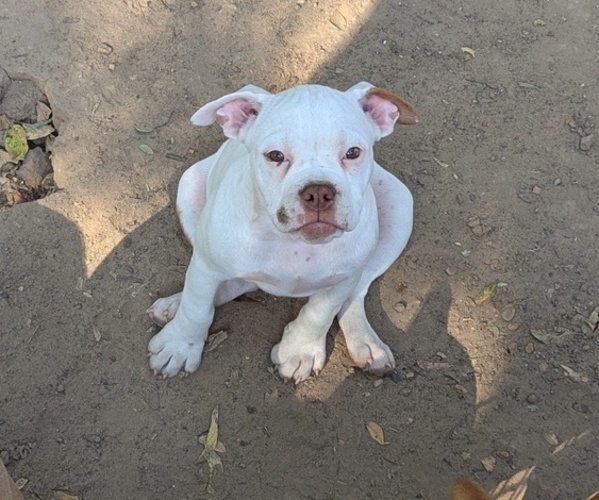 Medium Photo #3 Olde English Bulldogge Puppy For Sale in AUSTIN, TX, USA