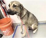 Small German Shepherd Dog Mix