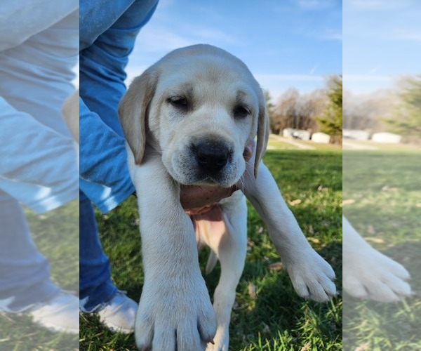 Medium Photo #6 Labrador Retriever Puppy For Sale in ODON, IN, USA