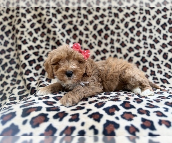 Medium Photo #3 Cavapoo (Miniature) Puppy For Sale in LAKELAND, FL, USA