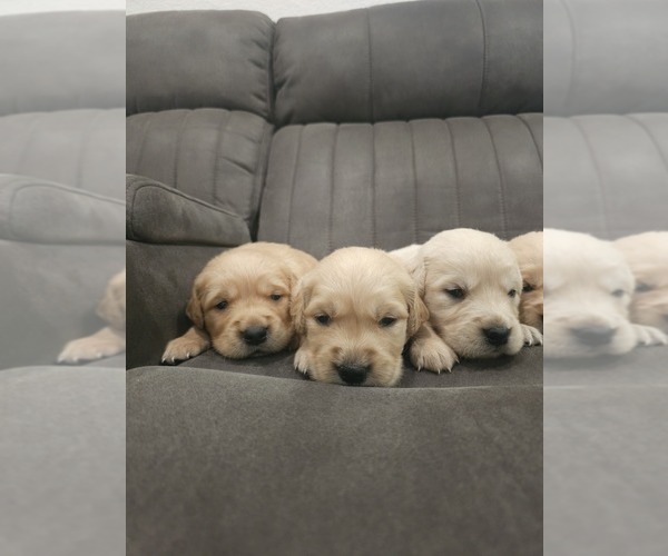 Medium Photo #6 Golden Retriever Puppy For Sale in ELVERTA, CA, USA