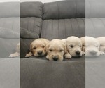Small #5 Golden Retriever