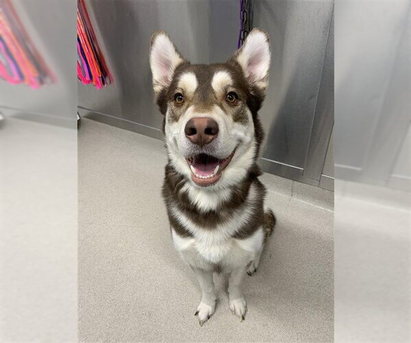 Medium Photo #1 Alusky Puppy For Sale in Fairbanks, AK, USA