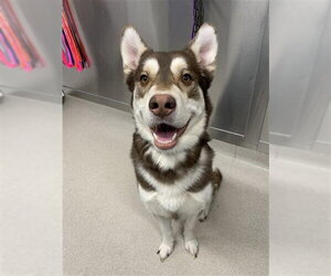 Alusky Dogs for adoption in Fairbanks, AK, USA