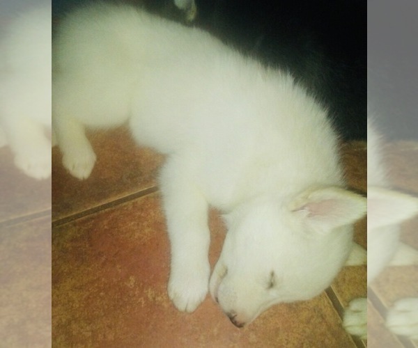 Medium Photo #3 Siberian Husky Puppy For Sale in LAKE ARIEL, PA, USA
