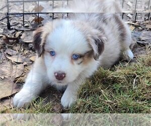 Australian Shepherd Puppy for sale in HOLLY PARK, CA, USA