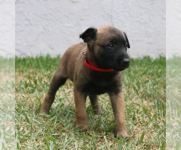 Medium Photo #5 Belgian Malinois Puppy For Sale in POMONA, CA, USA