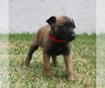 Small Photo #5 Belgian Malinois Puppy For Sale in POMONA, CA, USA