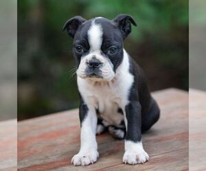 Medium Boston Terrier