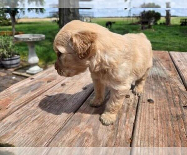 Medium Photo #4 Goldendoodle Puppy For Sale in LEON, KS, USA