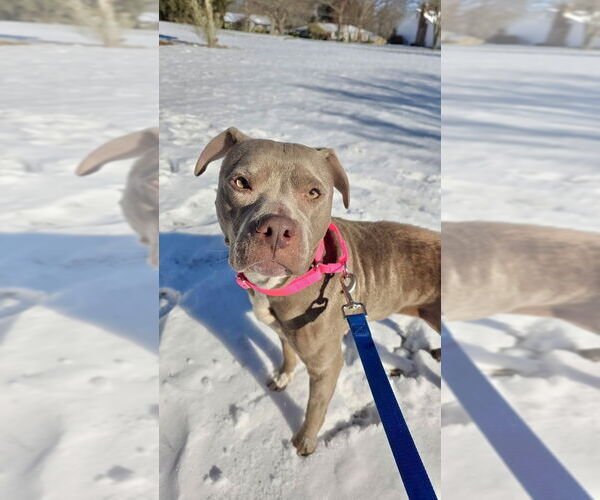 Medium Photo #3 American Staffordshire Terrier-Unknown Mix Puppy For Sale in Brewster, NY, USA