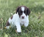 Small #8 English Springer Spaniel